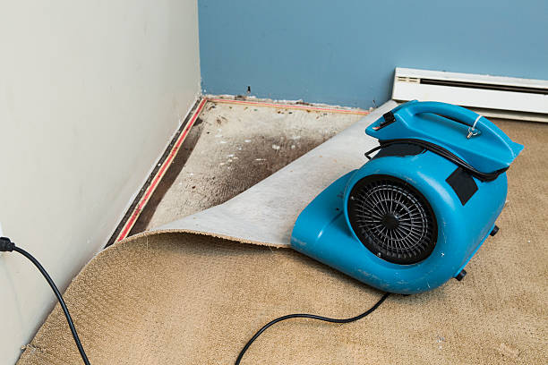 Best Mold removal after water damage  in Washington, WV